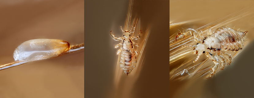 life cycle of head lice from nit to nymph to louse